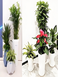 想租盆景？宁波奉化这家公司值得一看！