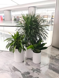 宁波鄞州花木出租价格实惠