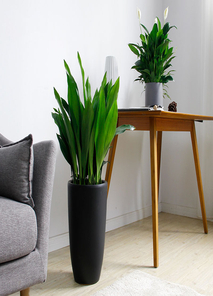 宁波余姚绿植租摆价格