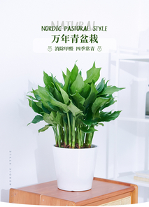 余姚绿化养护亡