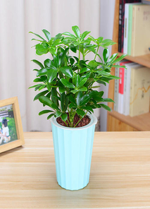 宁波江北花木出租设计