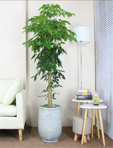 宁波前湾绿化养护专业