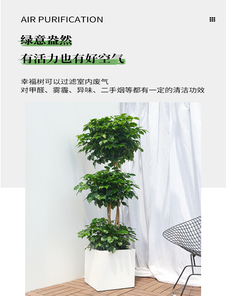 奉化植物租赁设计，打造独特绿色空间美学