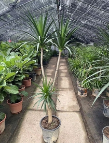 想知道宁波江北盆景出租价格？这里有答案！