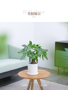 体验宁波奉化盆景租赁设计，增添生活绿意！