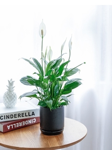 北仑盆景出租，价格亲民实惠，打造别样空间