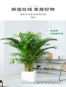 想找宁波好的盆景租摆？看这篇攻略就够啦！