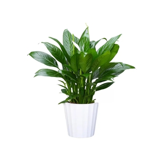 选择宁波盆景出租，拥抱自然生态之美！