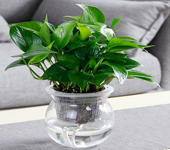 余姚植物出租，优质服务，让你的空间更添绿！