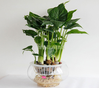 杭州湾盆景出租方案，让绿植焕发生机！