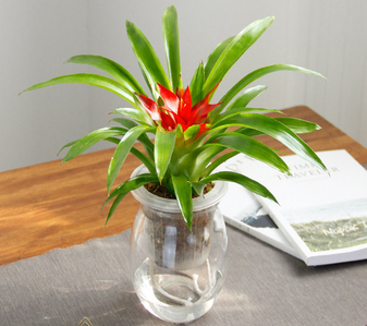 宁波北仑植物出租哪家靠谱？攻略为你呈上！