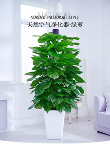 了解宁波奉化盆景租赁方案，畅享绿色生活新方式！