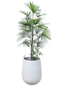 慈溪花木租摆哪家好？快来看看这个推荐！