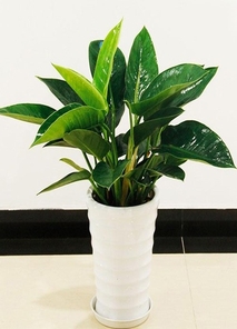 “探索杭州湾绿化养护方案，守护湾区绿色家园验