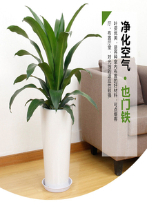 宁波余姚盆景租赁