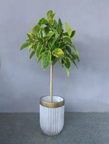 想给宁波的办公室增添绿意？绿植出租来帮您！